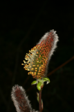 Salix chaenomeloides RCP4-2013 288.JPG